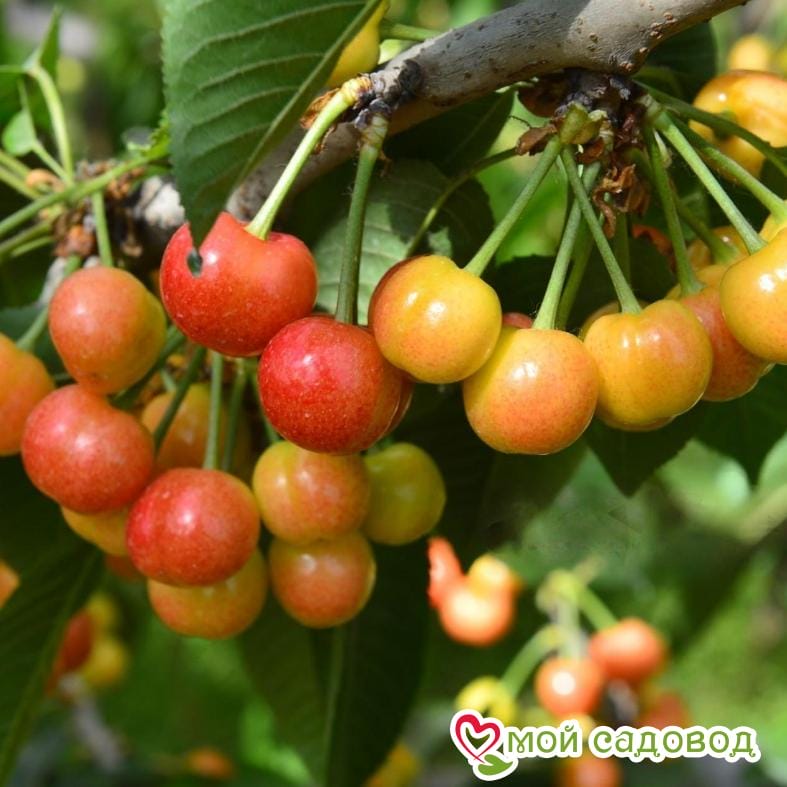 Черешня крупноплодная розовая Садко