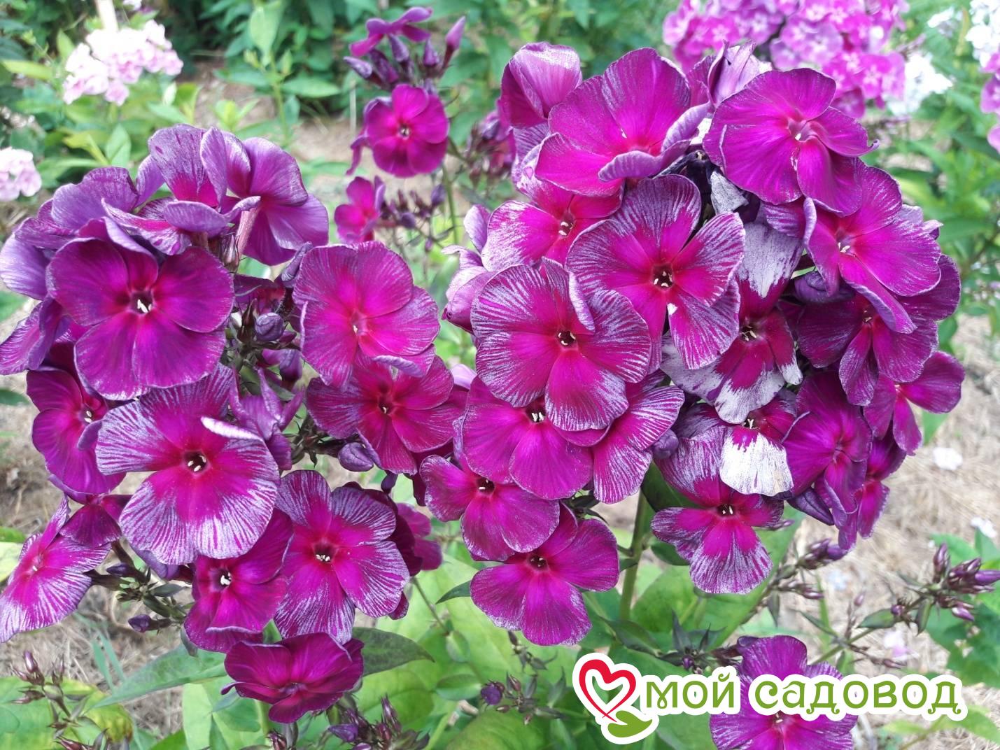 ФЛОКС МЕТЕЛЬЧАТЫЙ ДРАКОН