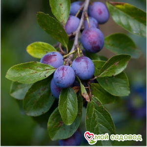 Слива Сайлон