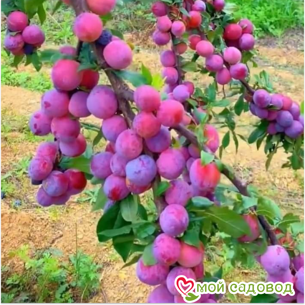 Слива Степной Богатырь